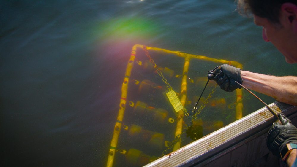 GVSU researchers investigate biological, chemical effects of microplastics